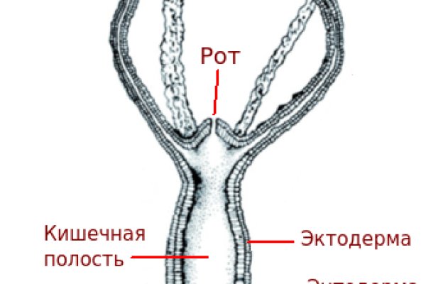 Ссылка на kraken рабочая